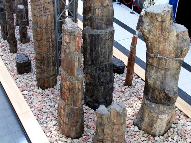 The fascination of petrified forests - aesthetics & message of millions of years old data storage