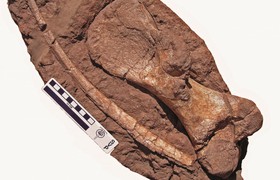 Lebensweise wie ein Nilpferd? - Freiberger Paläontologen entdecken Säugetier-Urahn